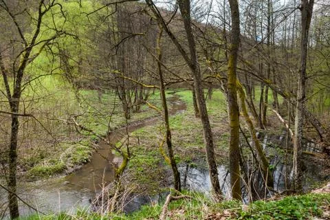 Forest landscape with small stream Stock Photos