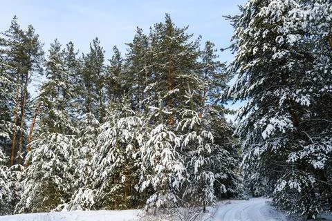 Forest landscape with snow on pine trees Foto stock