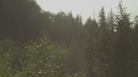 Forest Landscape in Spring 2 Stock Footage 238855864