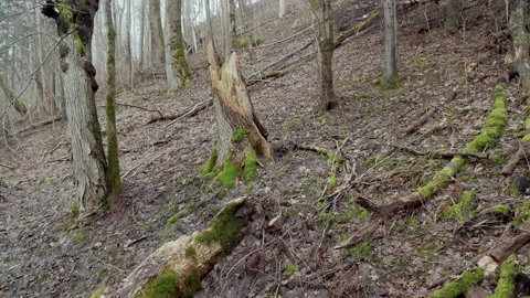 Forest landscape in spring. Big old trees. A tree broken by the wind. Stock Footage 288183726