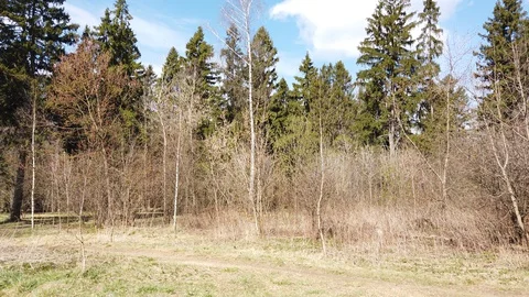 Forest landscape in spring. Different trees and sky. Video stock 129004779