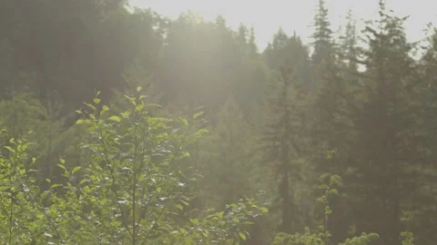 Forest Landscape in Spring Stock Footage 238855847