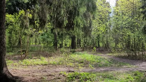 Forest landscape in spring Video stock 274009966
