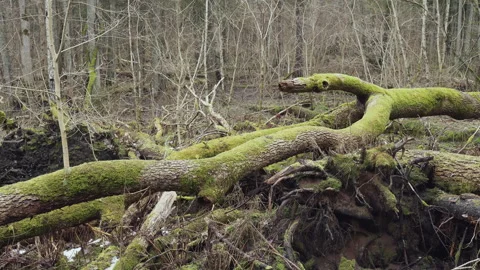 Forest landscape in spring. A large fallen tree in an old deciduous forest. Stock Footage 287024850