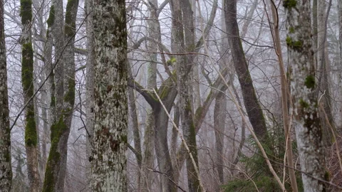 Forest landscape in spring. Old deciduous forest in a foggy morning. Stock-Footage 288183675