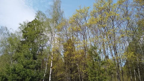 Forest landscape in spring . Trees and sky. Video stock 129805461