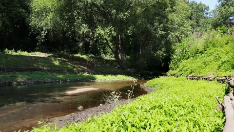 Forest landscape. Static video. Stock Footage 131402622