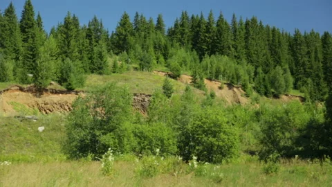 Forest landscape in summer Stock Footage 100761862