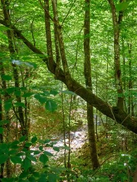 Forest landscape in summer Stock Photos