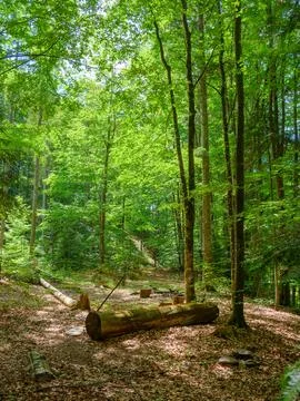 Forest landscape in summer Stock Photos