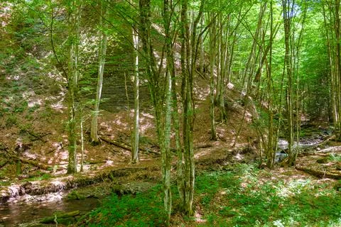Forest landscape in summer Stock Photos