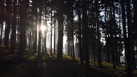 Forest landscape. sunlight gliding through the trees into the forest Stock Footage 128306942