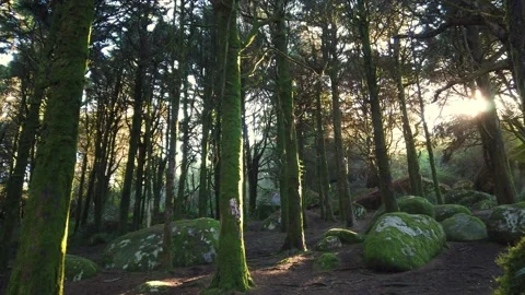 Forest landscape with the sun's rays shining among the trees. Stock Footage 167585535