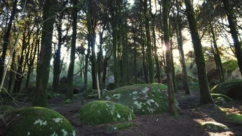 Forest landscape with the sun's rays shining among the trees. Stock Footage 167585571
