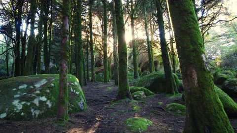 Forest landscape with the sun's rays shining among the trees. Stock Footage 167585624