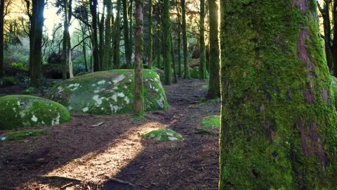 Forest landscape with the sun's rays shining among the trees. Stock Footage 167585626