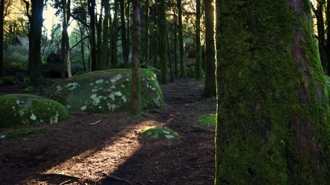 Forest landscape with the sun's rays shining among the trees. Stock Footage 167585668
