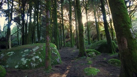 Forest landscape with the sun's rays shining among the trees. Stock Footage 167585669