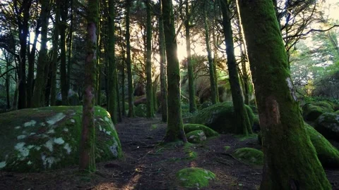 Forest landscape with the sun's rays shining among the trees. Stock Footage 167585715