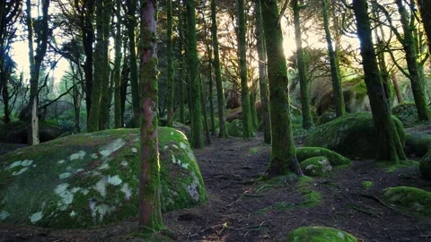 Forest landscape with the sun's rays shining among the trees. Stock Footage 167585774