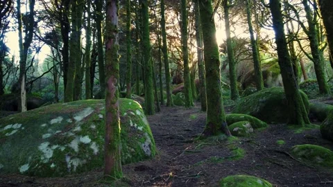 Forest landscape with the sun's rays shining among the trees. Stock Footage 167585787