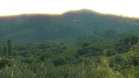 Forest landscape at sunset Stock Footage 259304505