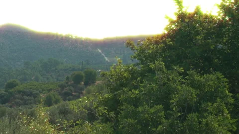 Forest landscape at sunset 動画素材 259304963