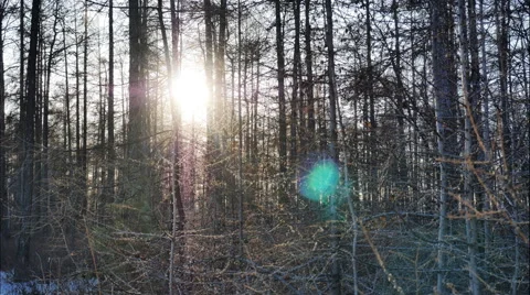 Forest landscape at sunset timelapse Stock Footage 61750580