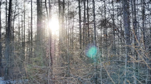 Forest landscape at sunset timelapse Stock Footage 61751347