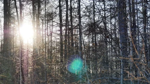 Forest landscape at sunset timelapse Stock Footage 61752065