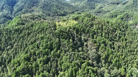 Forest Landscape Sweeping Scenery over Beautiful View Aerial Stock Footage 320379708