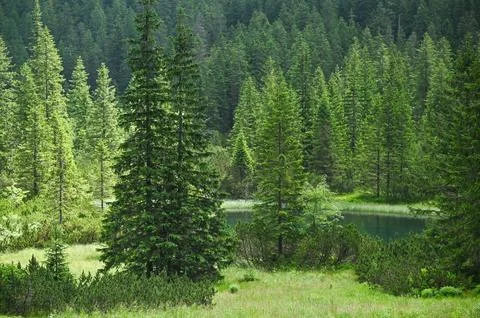 Forest landscape with tall pine trees near mountain lake creates peaceful n.. Stock Photos