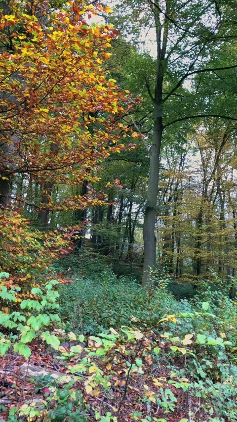 Forest landscape with trees and colorful foliage during autumn fall season Stock Footage 311560800