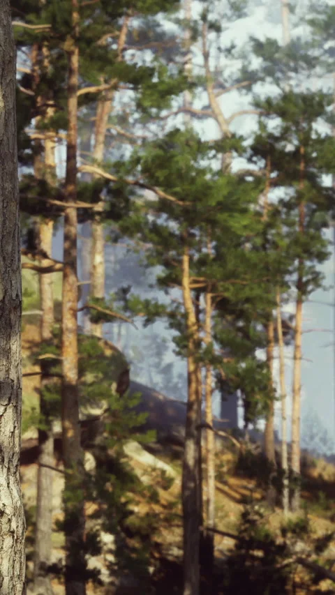 Forest landscape with trees and light in the background during daytime Stock Footage 339508179