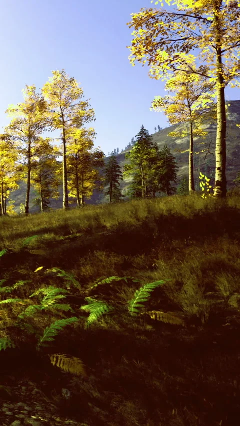 Forest landscape with trees and mountains during daytime in fall season Stock Footage 339959585
