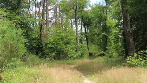 A forest landscape with trees and wind during summer Stock Footage 134063564
