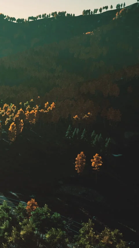 Forest landscape with trees in different colors during sunset Stock Footage 342346084