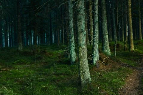 Forest landscape with trees during sun set Stock Photos