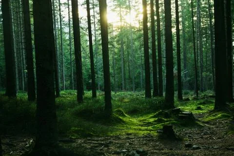 Forest landscape with trees during sun set Stock Photos