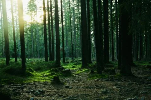 Forest landscape with trees during sun set Stock Photos