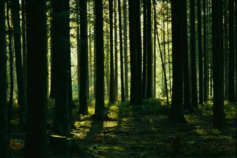 Forest landscape with trees during sun set Stock Photos