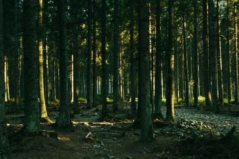Forest landscape with trees during sun set Stock Photos
