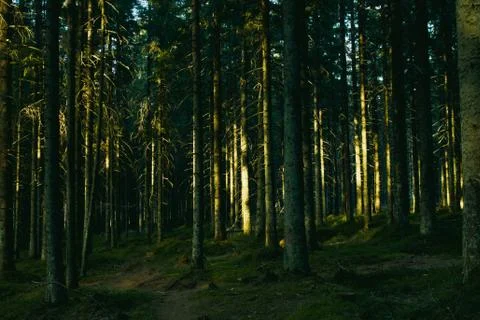 Forest landscape with trees during sun set Foto stock