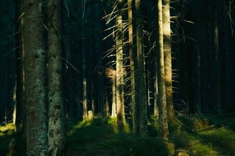 Forest landscape with trees during sun set Foto stock