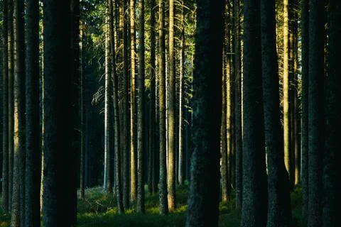 Forest landscape with trees during sun set Stock Photos