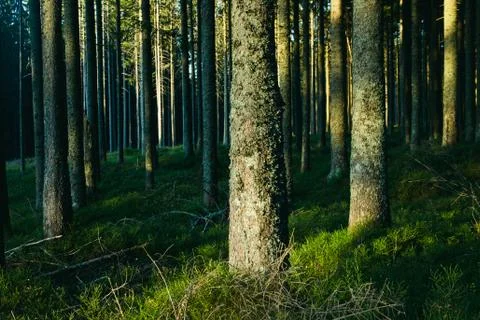 Forest landscape with trees during sun set Stock Photos
