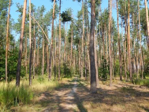 Forest landscape trees wallpaper the tree Stock Photos