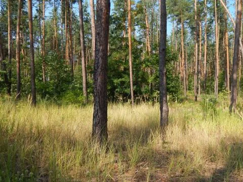 Forest landscape trees wallpaper the tree 库存照片