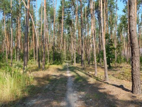 Forest landscape trees wallpaper the tree Stock Photos