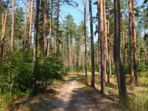Forest landscape trees wallpaper the tree Fotos de archivo